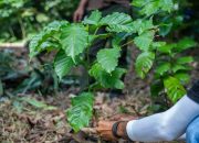 Pemuda Kuala Tolak Hidupkan Kembali Perkebunan Kopi, Dorong Ekonomi Warga Tumbuh Kembali