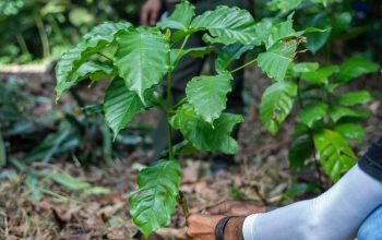 Tanaman kopi jenis Liberika yang masih bertahan di Kuala tolak,ketapang