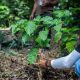 Tanaman kopi jenis Liberika yang masih bertahan di Kuala tolak,ketapang