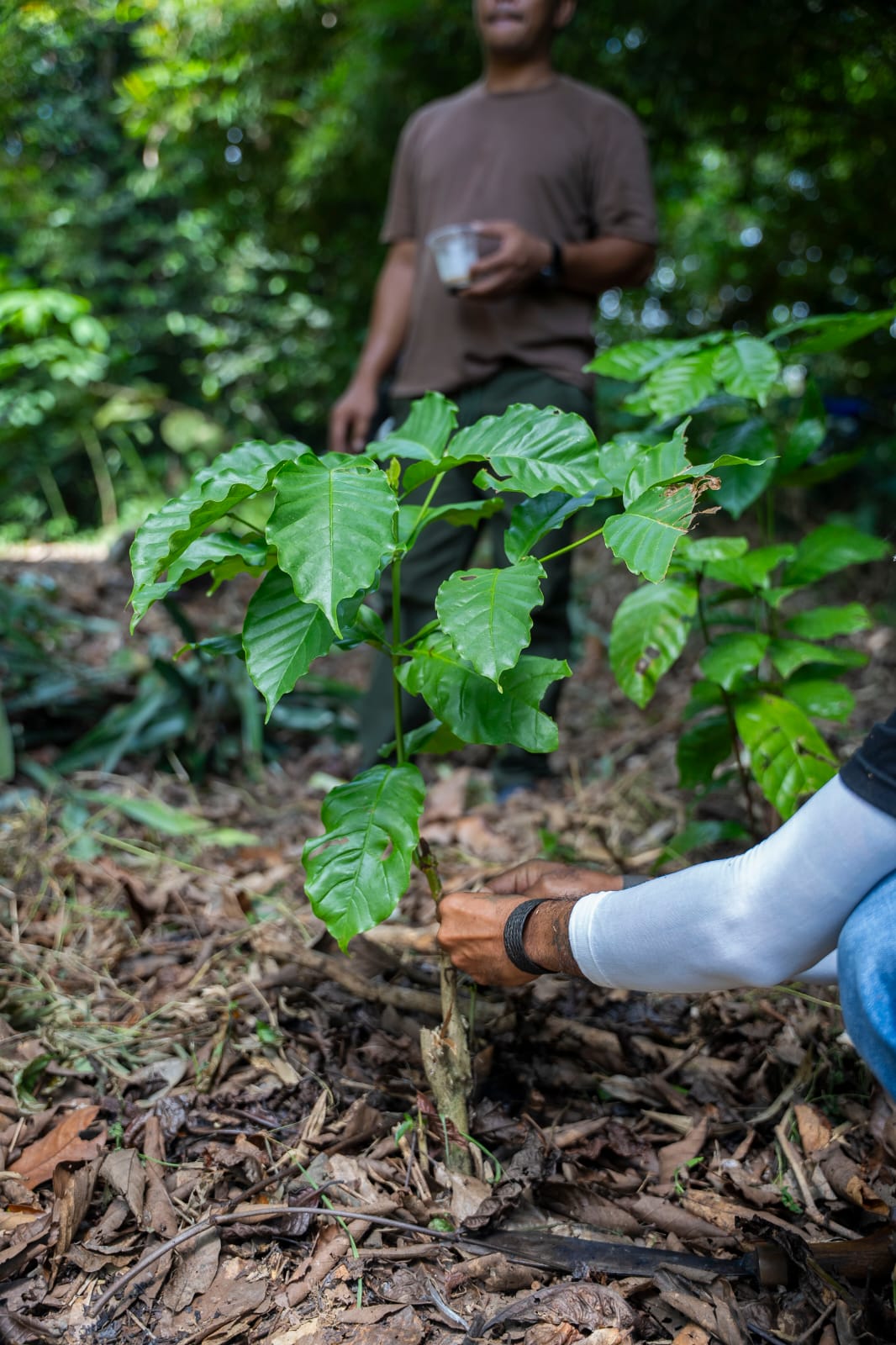 Tanaman kopi jenis Liberika yang masih bertahan di Kuala tolak,ketapang