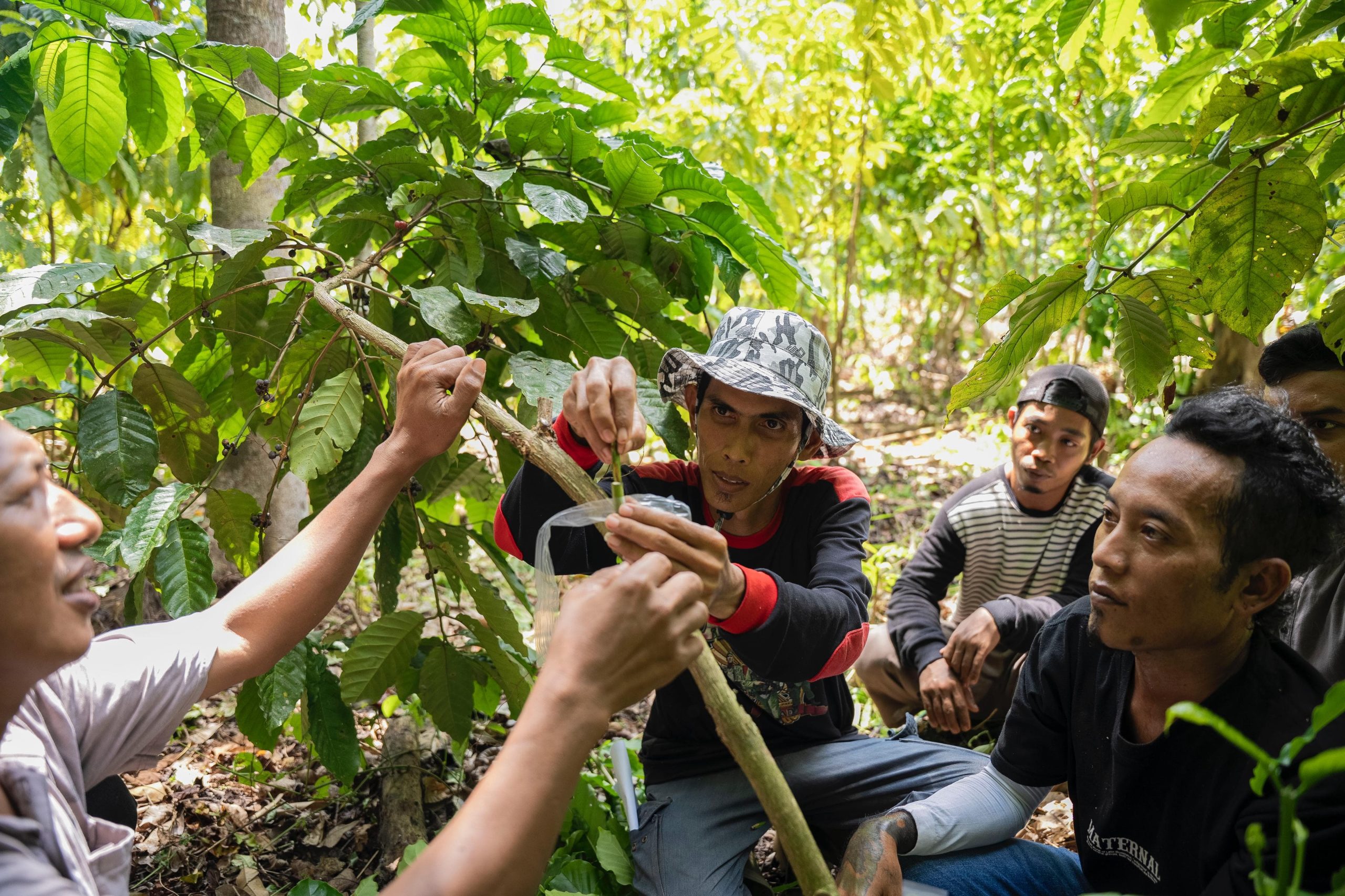 Salah seorang warga sedang memperagakan teknik sambung pucuk, perawatan tanaman kopi/dok : istimewa