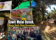 Sawit Mulai Busuk,Warga Mambuk Sindir Perusahaan Mulai “Mati Langkah”