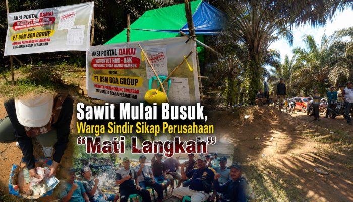 Sawit Mulai Busuk,Warga Mambuk Sindir Perusahaan Mulai “Mati Langkah”