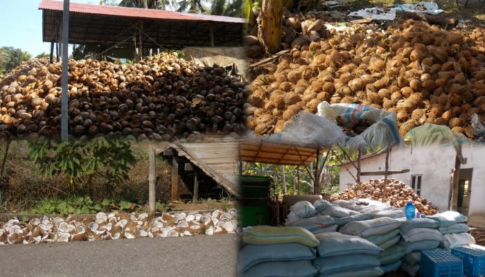 Harga Kelapa Rakyat di Desa Mas Bangun Terjun Bebas, Petani Minta Perhatian Pemerintah