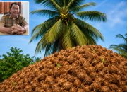 Harga Kelapa Rakyat Anjlok, Dispangan Kayong Utara Akan Evaluasi Bersama Bagian Perdagangan