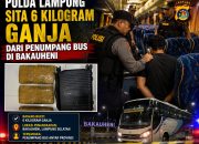 Petugas Sita Ganja Dari Penumpang Bus di Bakauheni