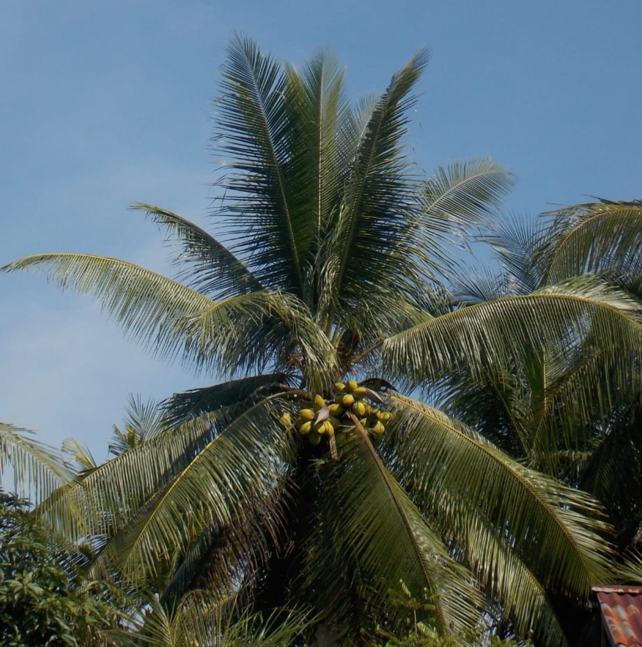 Pohon Kelapa yang sedang berbuah di sungai serdai desa Mas Bangun