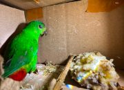 Bus dari Palembang Bawa 991 Burung Liar, Terhenti Saat Diperiksa di Bakauheni